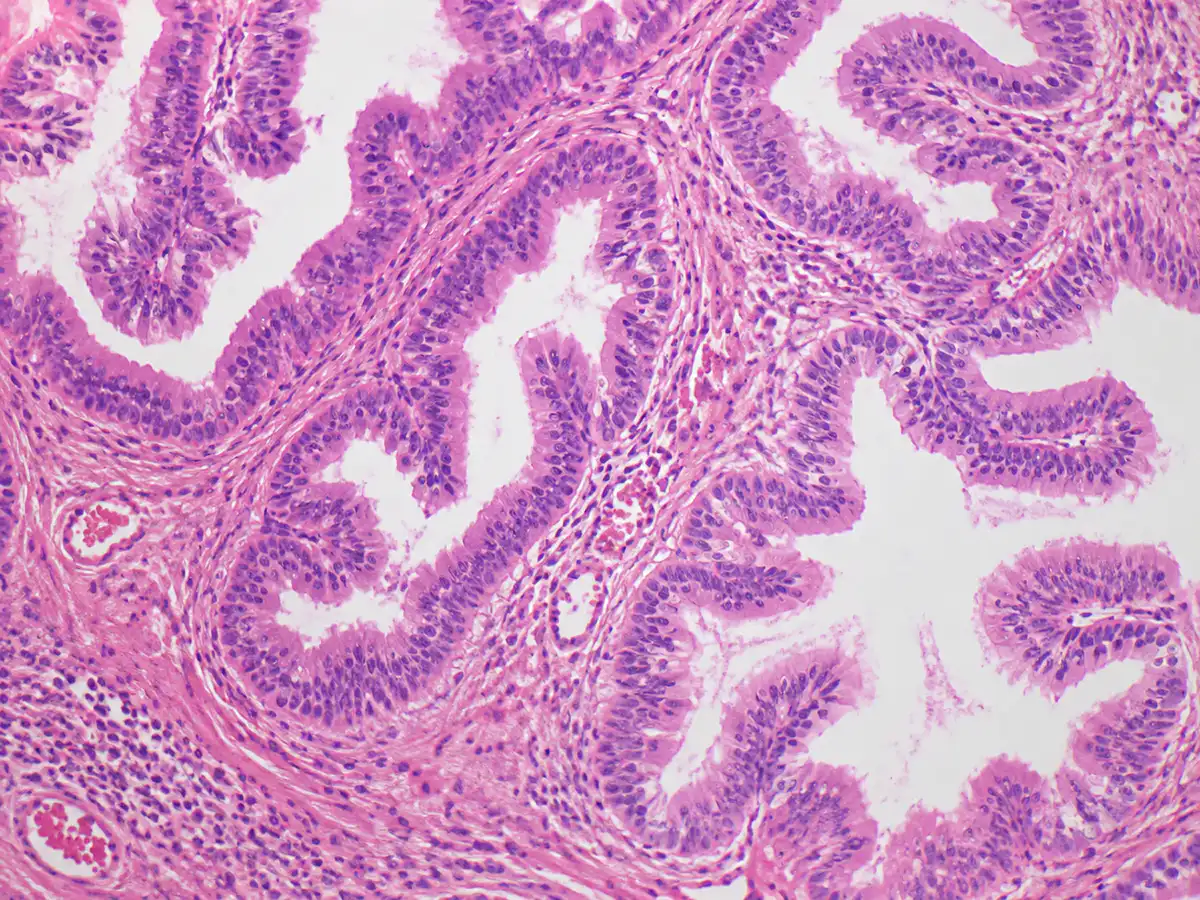 Microscopic field with clear tissue view