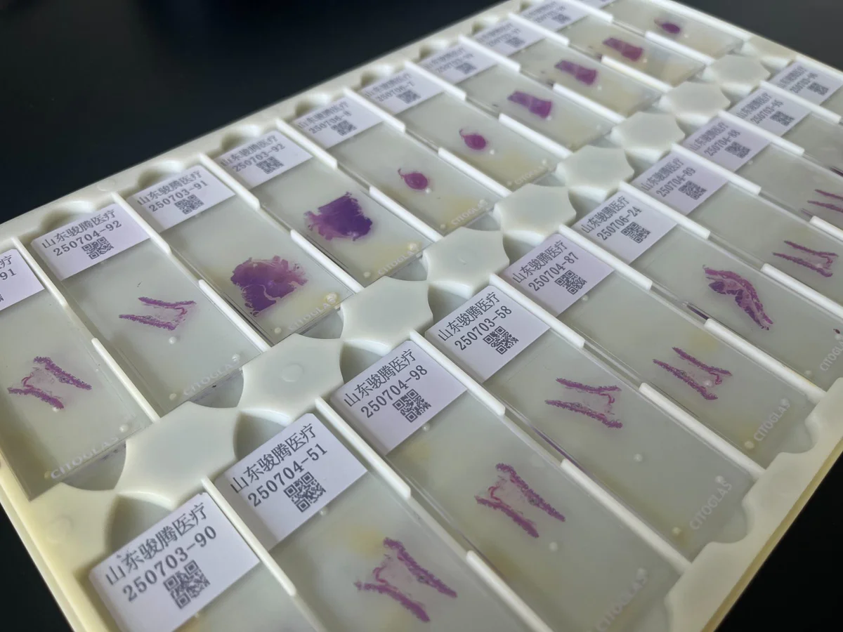 Technician handling a tray of film coverslipped slides without glass coverslips